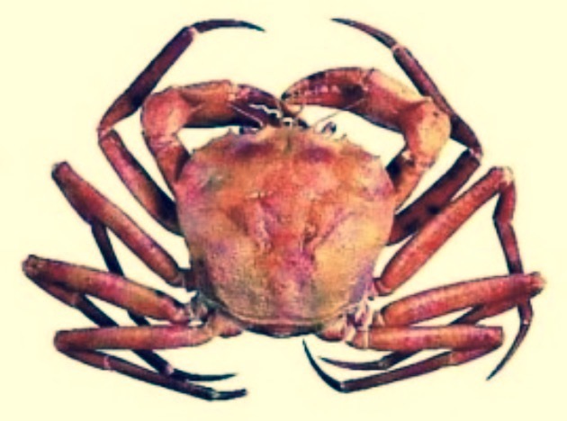 切り紙アート／オオエンコウガニ: 切り紙アート 生物図鑑