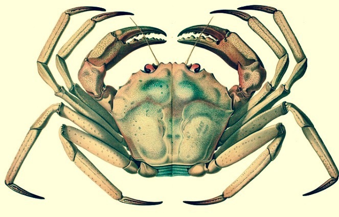 切り紙アート／オオエンコウガニ: 切り紙アート 生物図鑑